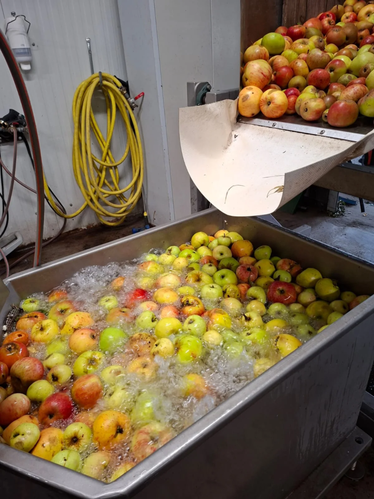 Rote und grüne Äpfel werden im Wasserbad der Mosterei Vogelfängerkaten gewaschen.